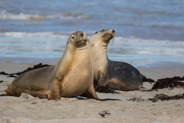 Para Uchatka australijska, Neophoca cinerea, na plaży w Seal Bay, Kangaroo Island, Australia Południowa, Australia. — Zdjęcie stockowe