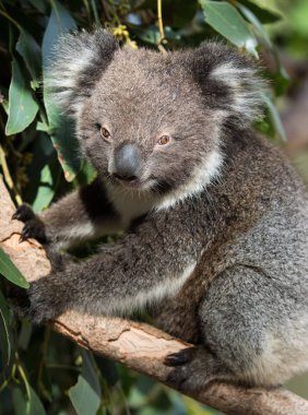 Sevimli küçük Avustralya Koala okaliptüs ağaçta oturuyor ve merak ile seyir ayı. Kanguru Adası