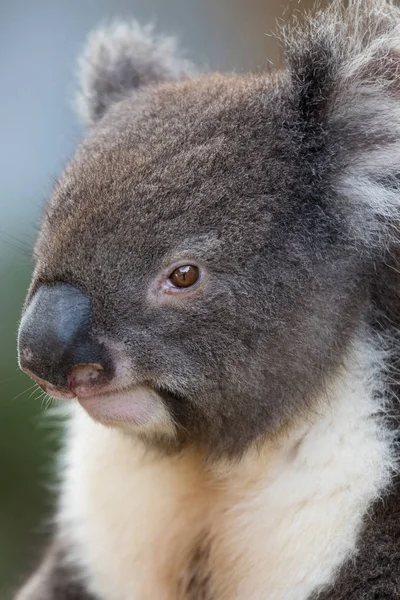 Portrait cute Australian Koala Bear sitting in an eucalyptus tree and looking with curiosity. Kangaroo island — Stock Photo, Image