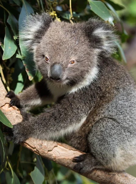 Urso Koala australiano pequeno bonito sentado em uma árvore de eucalipto e olhando com curiosidade. Ilha do Canguru — Fotografia de Stock