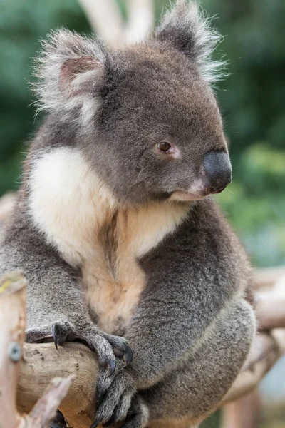 Retrato lindo oso australiano Koala sentado en un árbol de eucalipto y mirando con curiosidad. Isla canguro —  Fotos de Stock