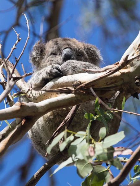 Lindo pequeño oso australiano Koala durmiendo entre ramas de un eucalipto. Isla canguro —  Fotos de Stock