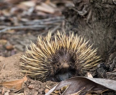 Wild short-beaked echidna with dirty muzzle. Tachyglossus aculeatus walking in the eucalyptus forest. Australia. clipart