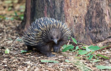 Vahşi kısa burunlu echidna, Tachyglossus aculeatus, okaliptüs ormanda yürüyüş. Avustralya.
