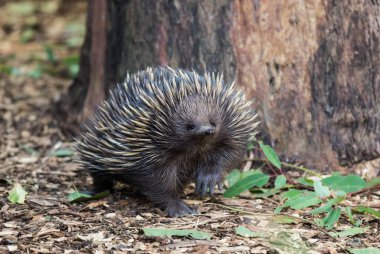 Vahşi kısa burunlu echidna, Tachyglossus aculeatus, okaliptüs ormanda yürüyüş. Avustralya.
