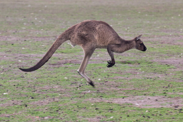 Австралийский кенгуру во время прыжка вблизи портрета
