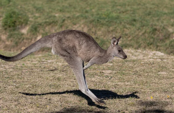 Canguru australiano enquanto salta de perto retrato — Fotografia de Stock