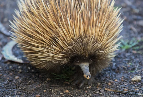 Echidna de pico corto con muzzle.Tachyglossus aculeatus sucia Australia . — Foto de Stock