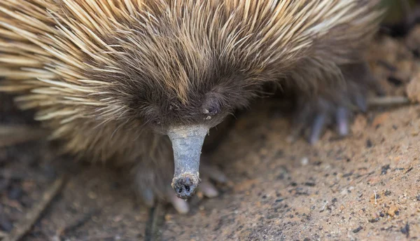 Close-up portret wilde mierenegel met vuile snuit. Tachyglossus aculeatus wandelen in het woud van eucalyptus. Australië. — Stockfoto