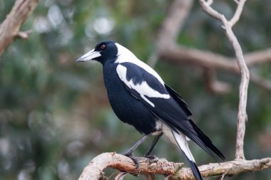 Bir Avustralya ağaç dalları üzerinde oturan Magpie, Gymnorhina tibicen. Avustralya
