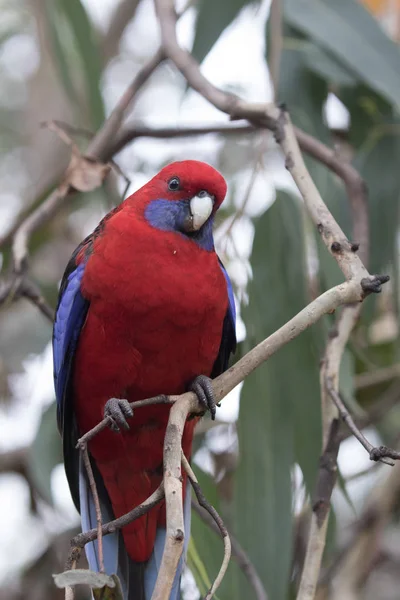 Wild purpurrot rosella, platycercus elegans, australischer papagei, australia — Stockfoto