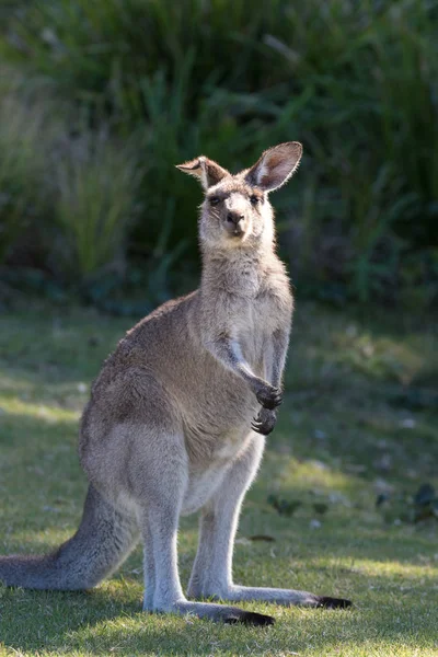 Retrato de joven lindo canguro australiano de pie en el campo y esperando. Joey. —  Fotos de Stock