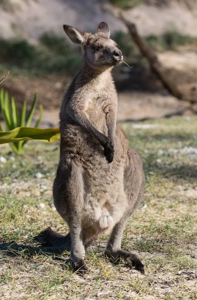 Retrato de joven lindo canguro australiano de pie en el campo y esperando. Joey. — Foto de Stock