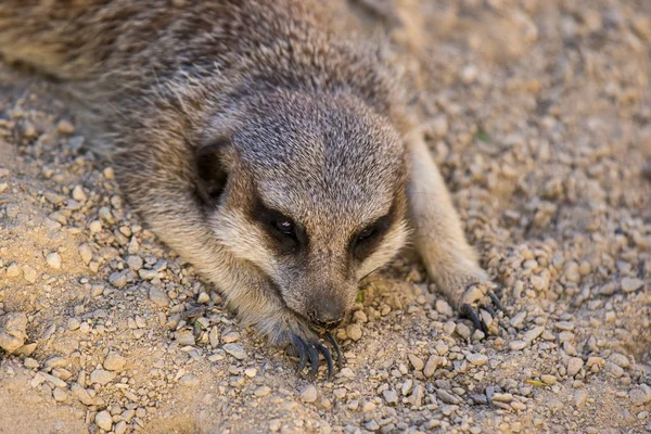 Portrait de Meerkat Suricata suricatta triste, animal originaire d'Afrique, petit carnivore appartenant à la famille des mangoustes reposant sur le sable — Photo