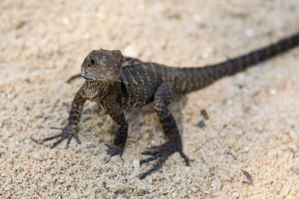 フトアゴヒゲトカゲのポートレート、クローズ アップ。オーストラリアのトカゲ、Pogona vitticeps — ストック写真