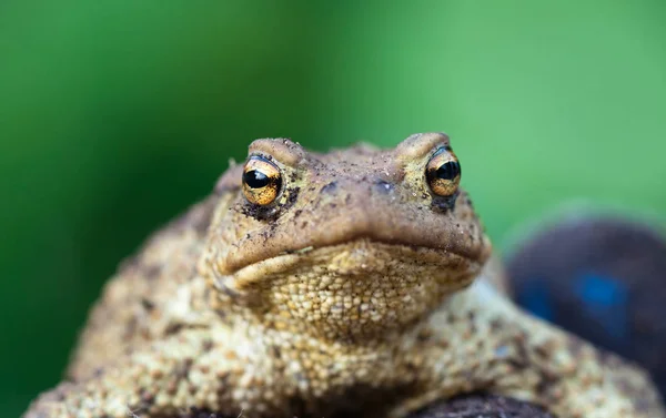 Portrait Cute Spadefoot Toad Looking Camera Eastern Spadefoot Toad — Stock Photo, Image