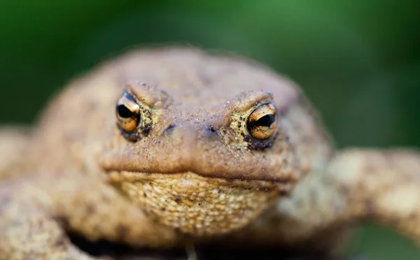 Portret van schattige knoflookpad met heldere gele ogen kijken naar de camera. Leptobrachium op groene achtergrond — Stockfoto