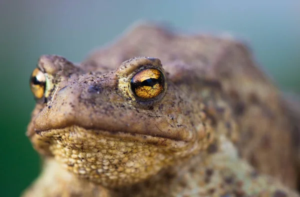 Portret van schattige knoflookpad met heldere gele ogen kijken naar de camera. Leptobrachium op groene en blauwe achtergrond — Stockfoto