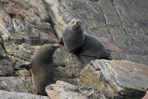 Par de nuevo Zeland Nueva Zelanda Fur Seal sello de piel de nariz larga relajante en las piedras. Sello de piel australasia, Sello de piel del sur de Australia — Foto de Stock