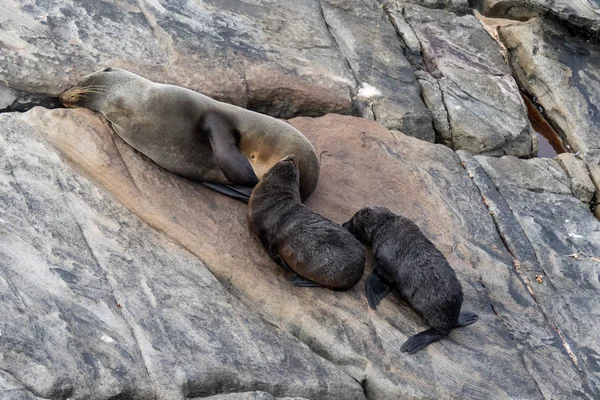 New Zealand Fur Seal, Arctocephalus forsteri, long-nosed fur seal feeds its baby puppy. Australasian fur seal, South Australian fur seal.