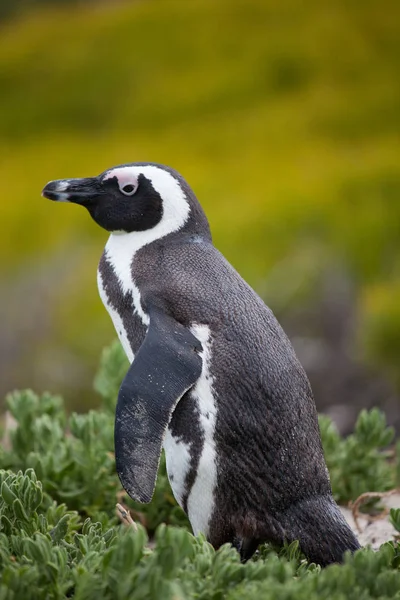 African penguin, Spheniscus demersus, on Boulders Beach near Cape Town South Africa looking with interest — стоковое фото