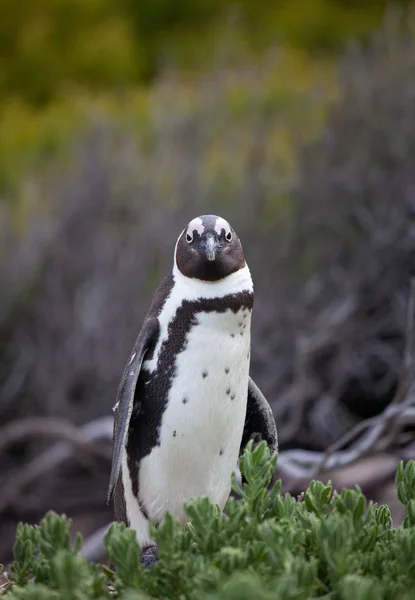 Pinguino africano, Spheniscus demersus, sulla spiaggia di Boulders vicino a Città del Capo Sud Africa guardando con interesse — Foto Stock
