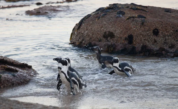 Colonia Pingüino africano, Spheniscus demersus, en Boulders Beach cerca de Ciudad del Cabo Sudáfrica que regresa de la sede — Foto de Stock