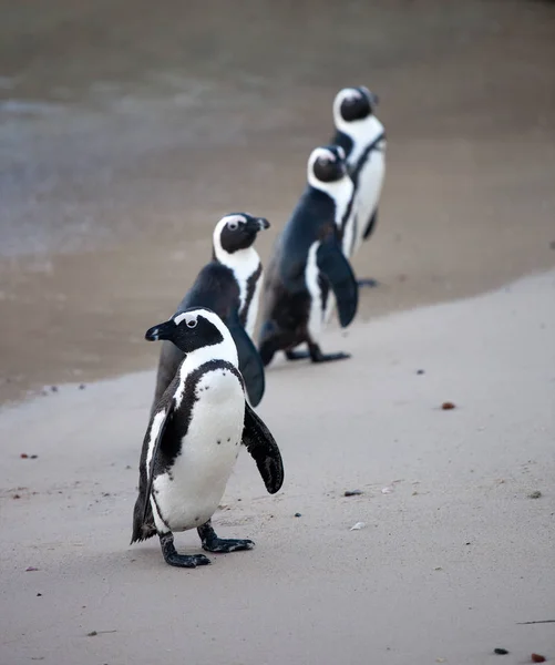 Colonia Pingüino africano, Spheniscus demersus, en Boulders Beach cerca de Ciudad del Cabo Sudáfrica que regresa de la sede — Foto de Stock