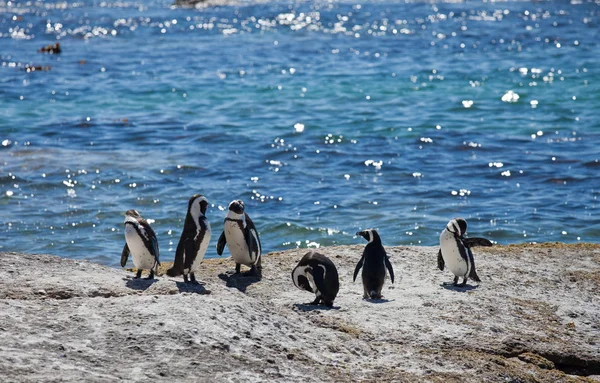 Colonia Pingüino africano, Spheniscus demersus, en Boulders Beach cerca de Ciudad del Cabo Sudáfrica relajarse al sol en piedras y algas sol día — Foto de Stock