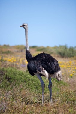 Cape Town yakınındaki çiçek açması alanlarında vahşi dev devekuşu yürür. Güney Afrika.
