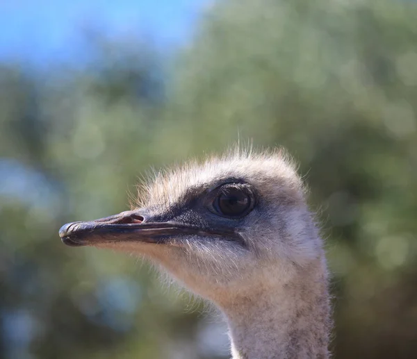Profile Ostrich Close up portrait, Close up ostrich head with long neck and big eyes