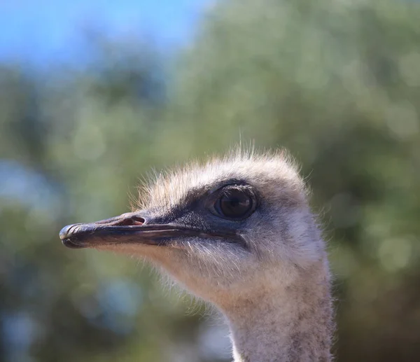 Profil Autruche Gros plan portrait, Gros plan tête d'autruche à long cou et grands yeux — Photo