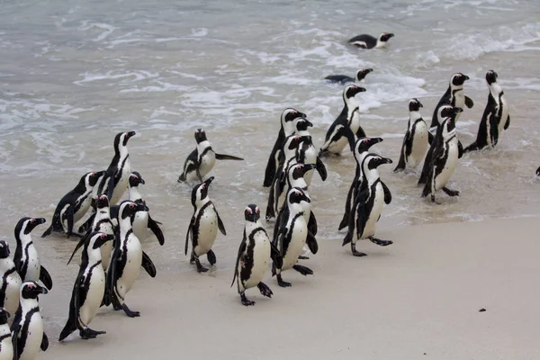 Colonia Pingüino africano Spheniscus demersus en Boulders Beach cerca de Ciudad del Cabo Sudáfrica que regresa del océano — Foto de Stock