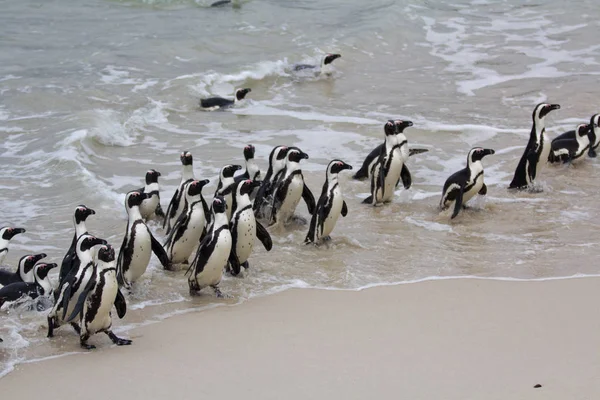 Colonia Pingüino africano Spheniscus demersus en Boulders Beach cerca de Ciudad del Cabo Sudáfrica que regresa del océano — Foto de Stock