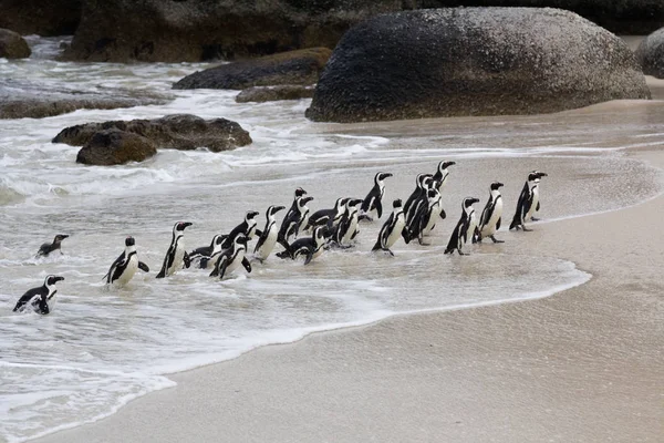 Colonia Pingüino africano Spheniscus demersus en Boulders Beach cerca de Ciudad del Cabo Sudáfrica que regresa del océano — Foto de Stock