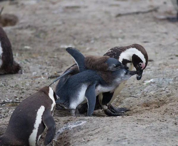 Familia de pingüinos africanos: madre con dos polluelos recién nacidos. Alimentación de pollos — Foto de Stock