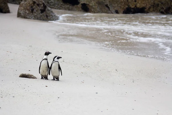 Dos lindos pingüinos africanos Spheniscus demersus en Boulders Beach cerca de Ciudad del Cabo Sudáfrica en la arena mirando al océano . — Foto de Stock