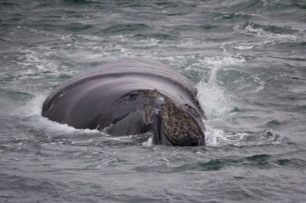 Back of a Southern Right Whale swimming near Hermanus, Western Cape. South Africa. — Stock Photo, Image