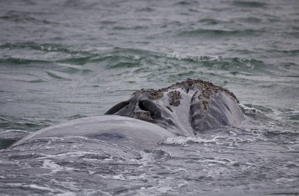 Back of a Southern Right Whale swimming near Hermanus, Western Cape. South Africa. — Stock Photo, Image