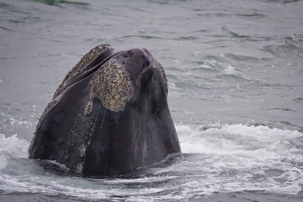 Head of a Southern Right Whale looking with interest, Hermanus, Western Cape. South Africa. — Stock Photo, Image