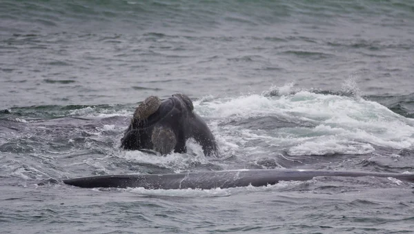 Head and back of a Southern Right Whale looking with interest, Hermanus, Western Cape. South Africa. — Stock Photo, Image