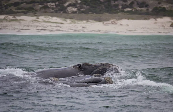 Hermanus, Western Cape yakınında iki Güney sağ balinaları Yüzme ermesinin. Güney Afrika. — Stok fotoğraf