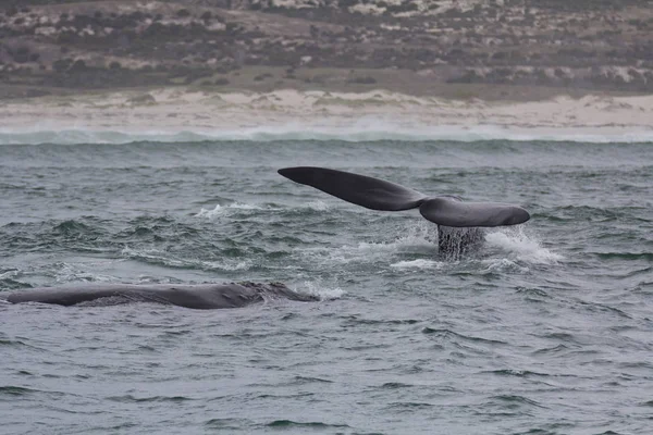 Back and tail of Southern Right Whales swimming near Hermanus, Western Cape. South Africa. — Stock Photo, Image