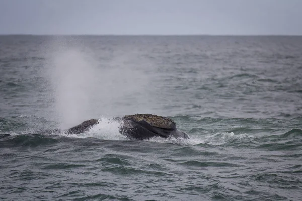 Back of a Southern Right Whale swimming near Hermanus, Western Cape. South Africa. — Stock Photo, Image