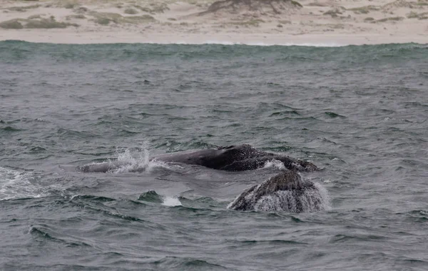 Hermanus, Western Cape yakınındaki Güney gerçek balinası Yüzme arkasında. Güney Afrika. — Stok fotoğraf
