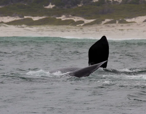 Southern Right Whale swimming near Hermanus, Western Cape. South Africa. — Stock Photo, Image