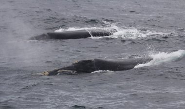 Hermanus, Western Cape yakınında iki Güney sağ balinaları Yüzme ermesinin. Güney Afrika.