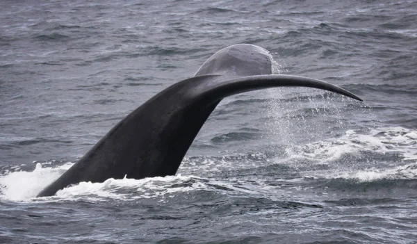 Hermanus, Batı Cape yakınındaki Güney gerçek balinası yüzme su damlaları ile kuyruk. Güney Afrika. — Stok fotoğraf
