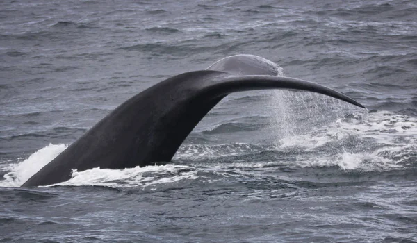 Tail with drops of water of a Southern Right Whale swimming near Hermanus, Western Cape. South Africa. — Stock Photo, Image