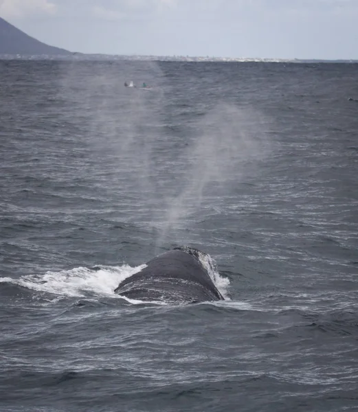 Hermanus, Western Cape yakınındaki Güney gerçek balinası Yüzme arkasında. Güney Afrika. — Stok fotoğraf